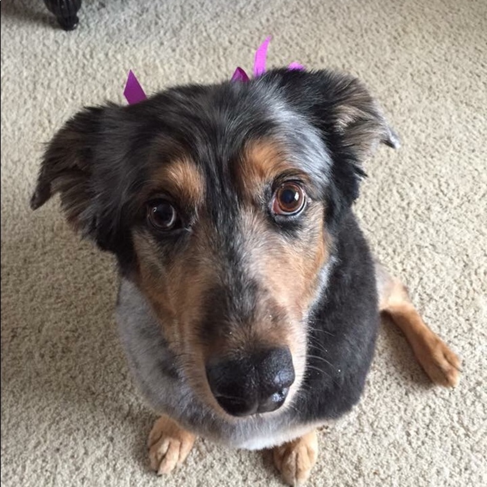 Meet your Posher, Lisa